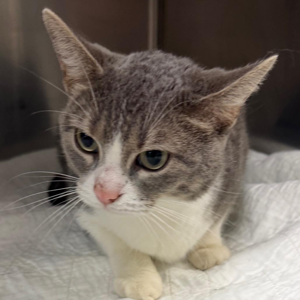 Boba, a Adoptable Domestic Short Hair in Canton, IL image 2/3