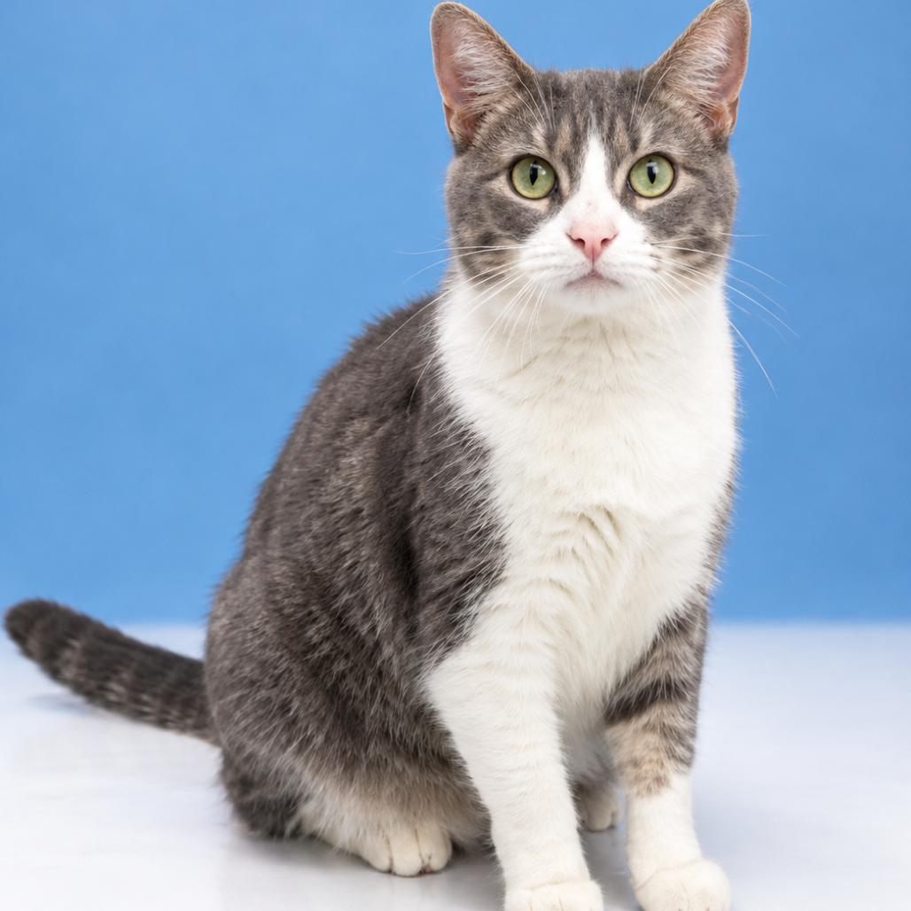 Boba, a Adoptable Domestic Short Hair in Canton, IL image 3/3