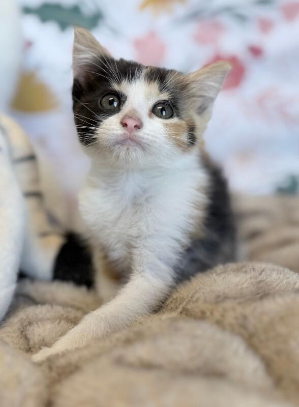 Enlarge Gecko, a Adoptable Domestic Short Hair in Fruit Heights, UT image 1/3