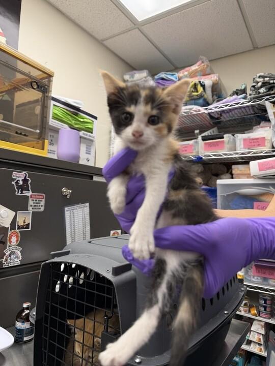 Enlarge Gecko, a Adoptable Domestic Short Hair in Fruit Heights, UT image 2/3