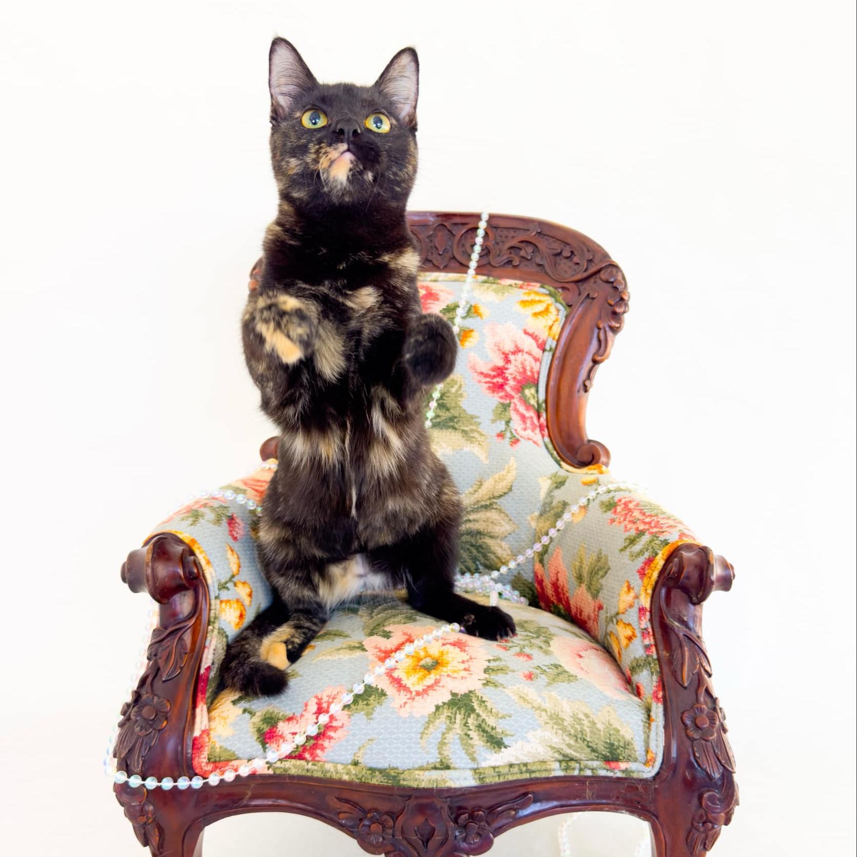 Enlarge Maeve, a Adoptable Tortoiseshell in Flint, TX image 2/5