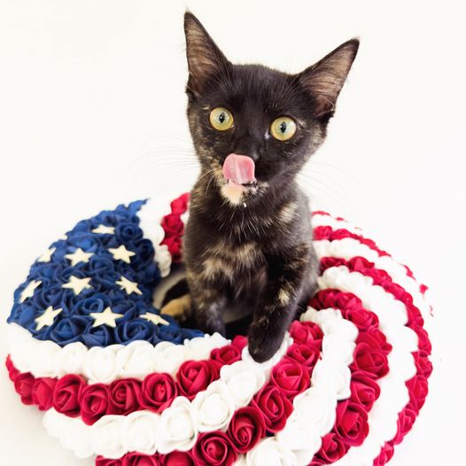 Enlarge Maeve, a Adoptable Tortoiseshell in Flint, TX image 1/5