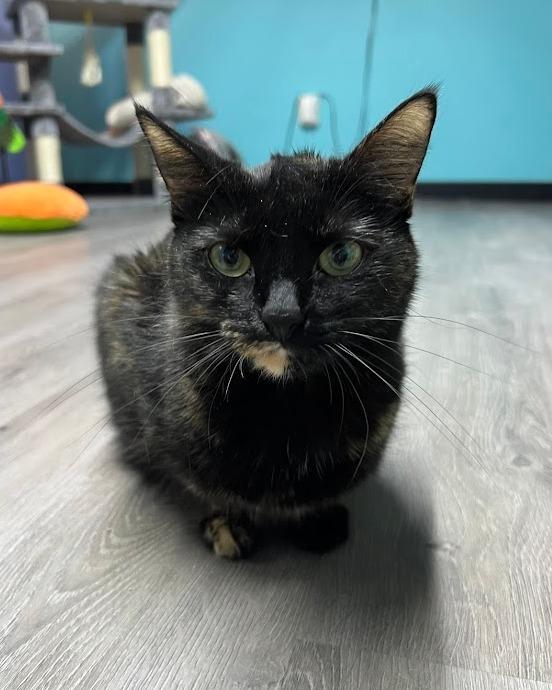 Enlarge Maeve, a Adoptable Tortoiseshell in Flint, TX image 2/5