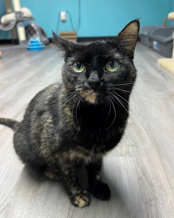 Maeve, Adoptable, Adult Female Tortoiseshell.