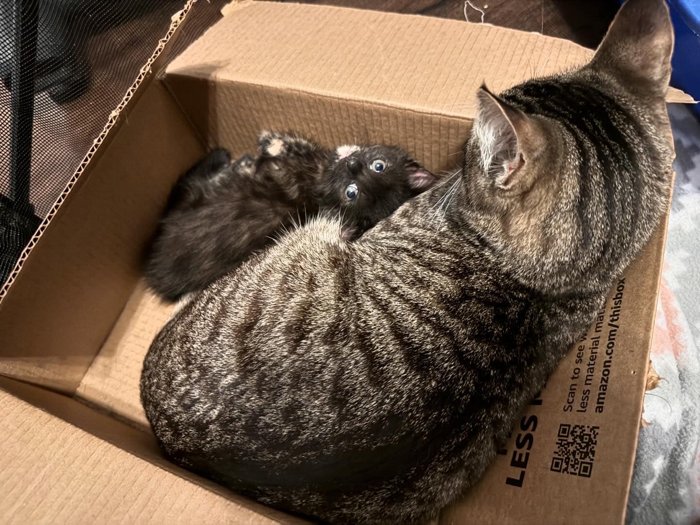 Enlarge Maeve, a Adoptable Tortoiseshell in Flint, TX image 3/5