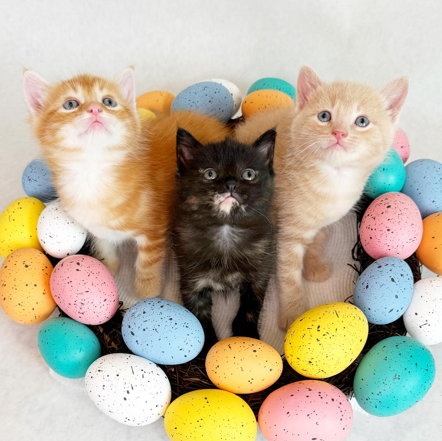 Enlarge Maeve, a Adoptable Tortoiseshell in Flint, TX image 5/5