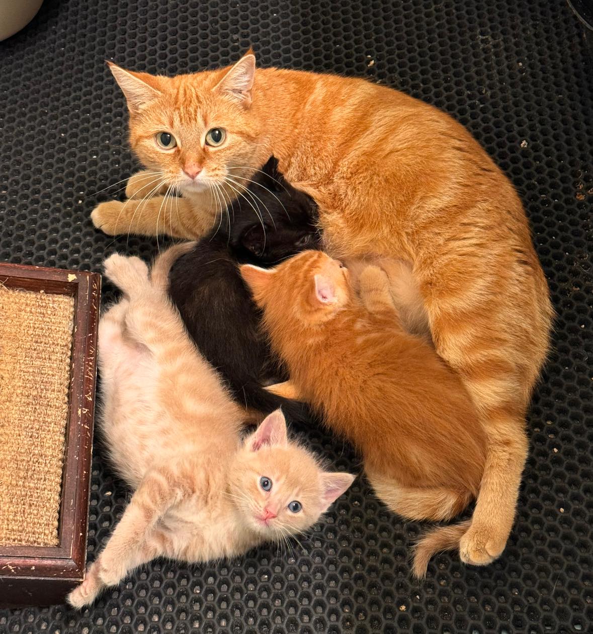 Enlarge Maeve, a Adoptable Tortoiseshell in Flint, TX image 4/5