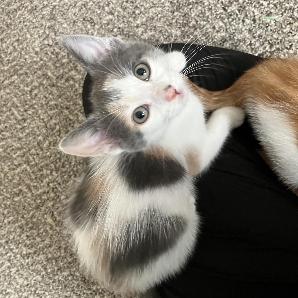 Enlarge Gumdrop 2304, a Adoptable Domestic Short Hair in Kansas City, MO image 2/5