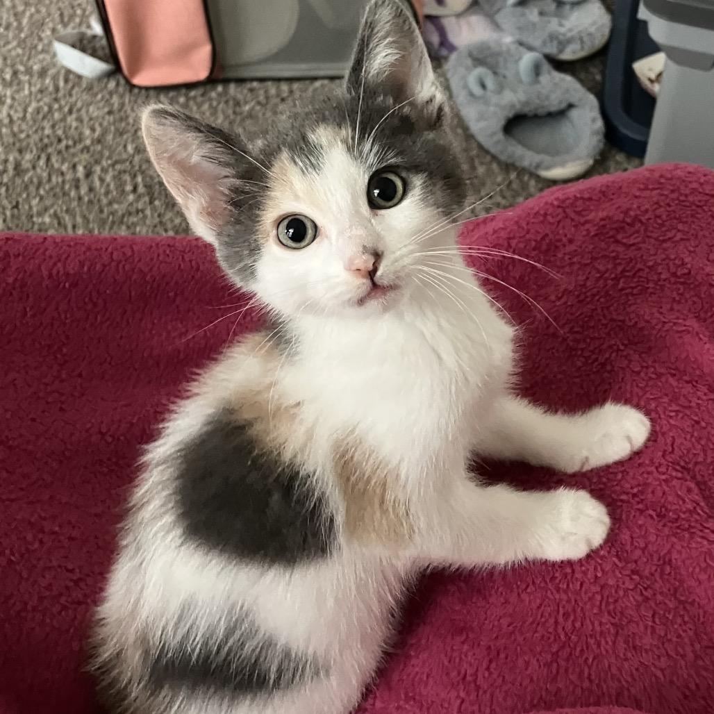 Enlarge Gumdrop 2304, a Adoptable Domestic Short Hair in Kansas City, MO image 5/5