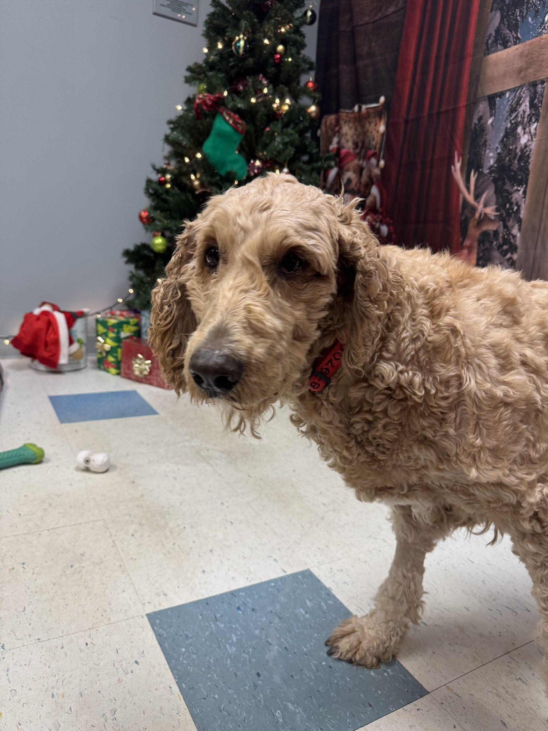 Gracie, an adoptable Goldendoodle in Hudson, MA, 01749 | Photo Image 3