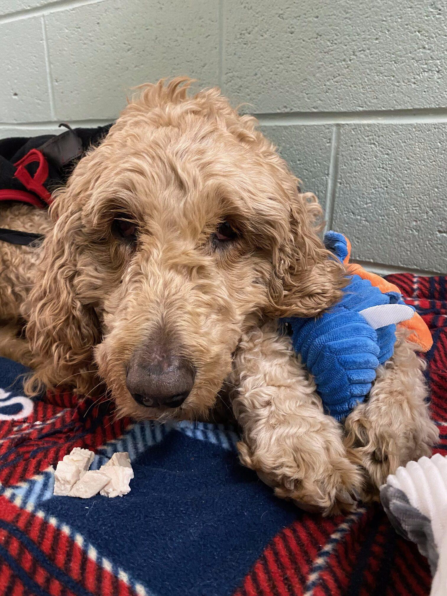 Gracie, an adoptable Goldendoodle in Hudson, MA, 01749 | Photo Image 1