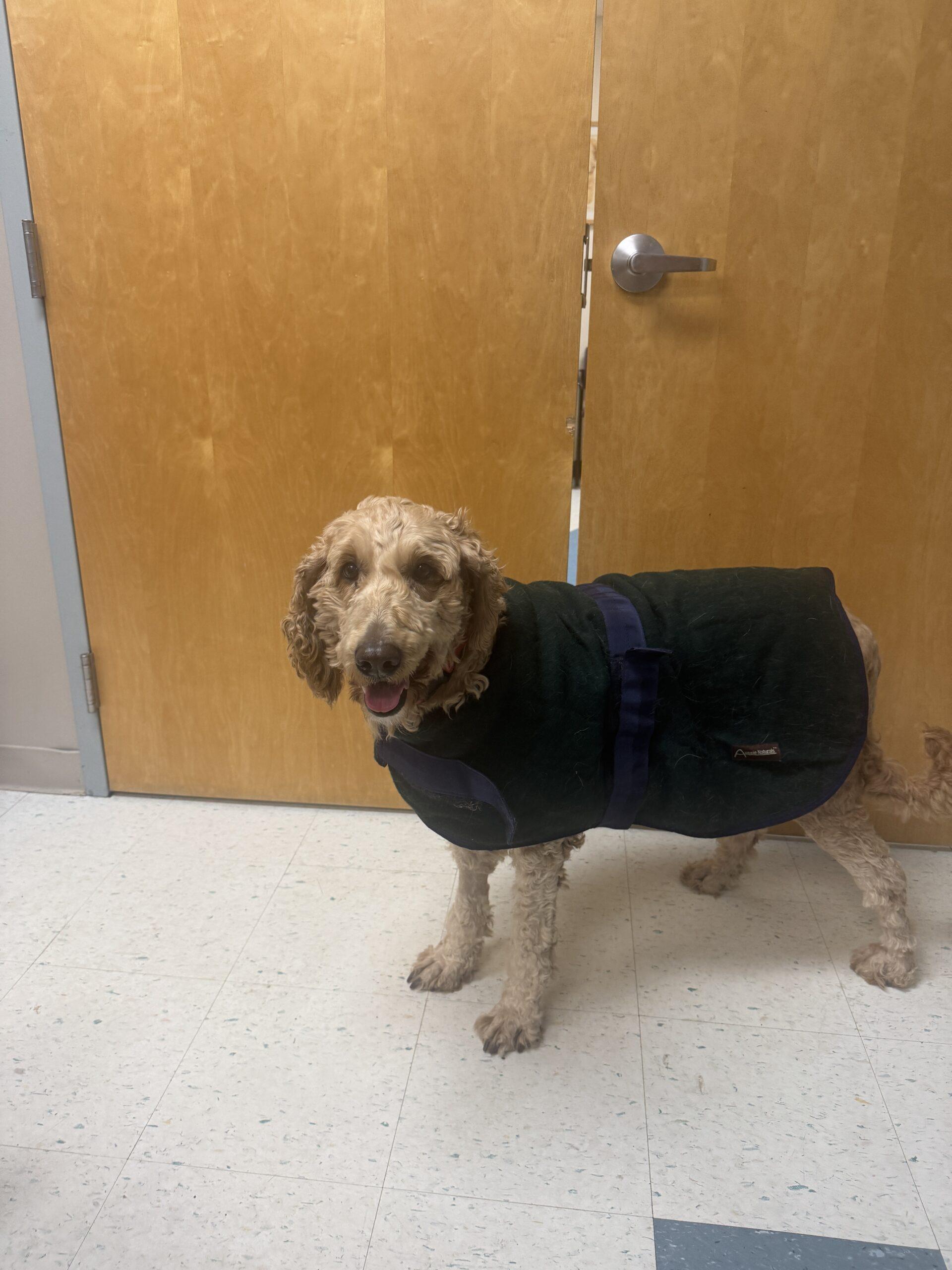 Gracie, an adoptable Goldendoodle in Hudson, MA, 01749 | Photo Image 2
