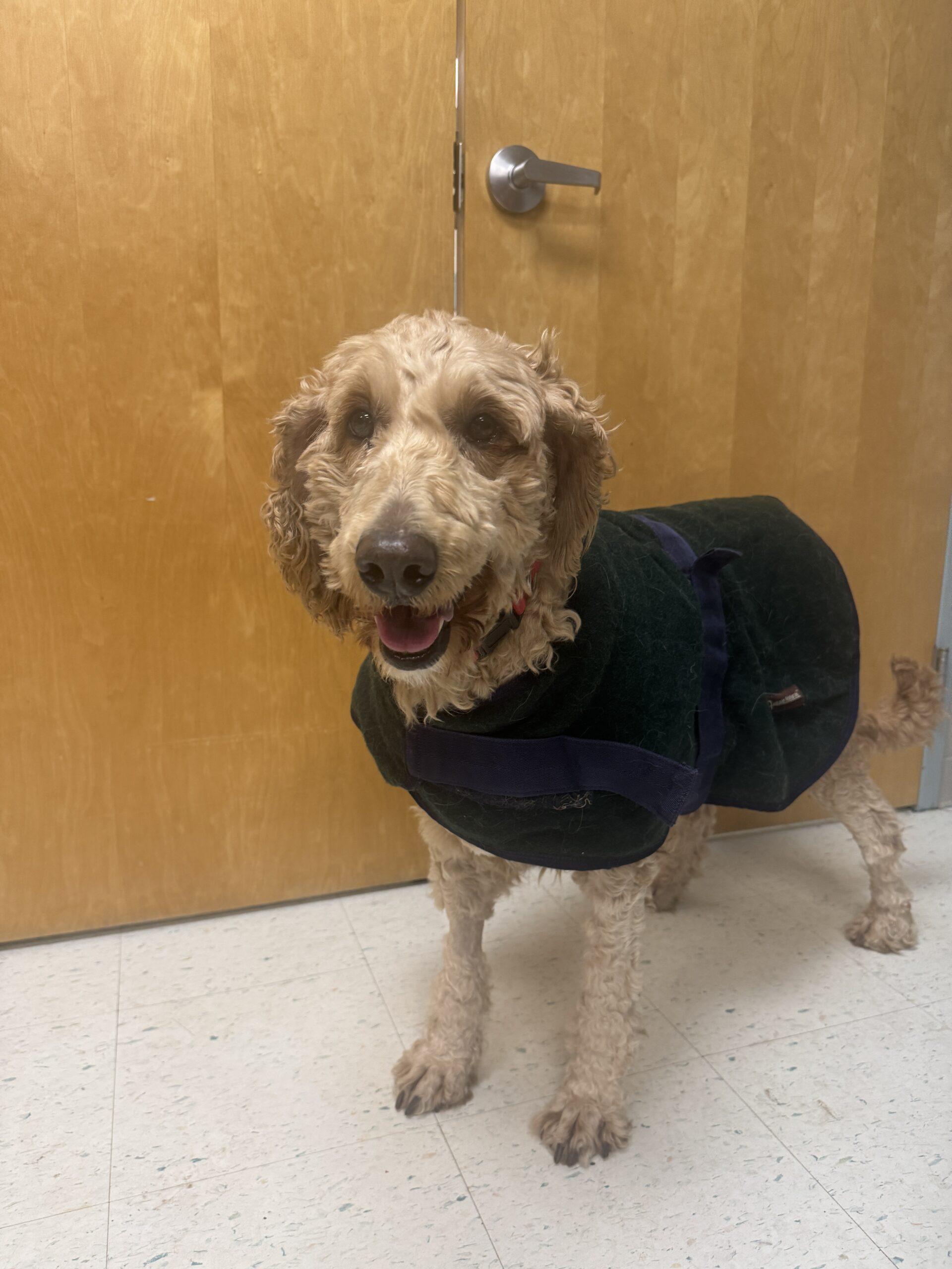 Gracie, an adoptable Goldendoodle in Hudson, MA, 01749 | Photo Image 4