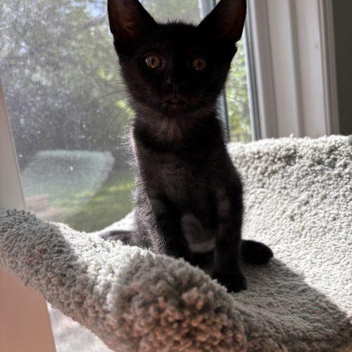 Enlarge Moe, a Adoptable Domestic Short Hair in Kenosha, WI image 1/6