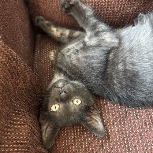 Enlarge Moe, a Adoptable Domestic Short Hair in Kenosha, WI image 2/6
