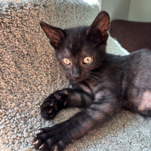 Enlarge Moe, a Adoptable Domestic Short Hair in Kenosha, WI image 3/6
