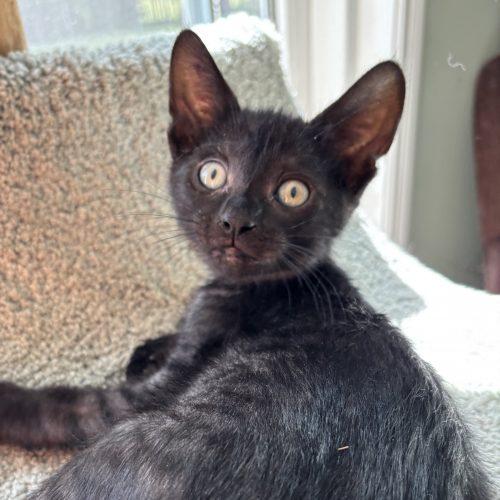 Enlarge Moe, a Adoptable Domestic Short Hair in Kenosha, WI image 5/6
