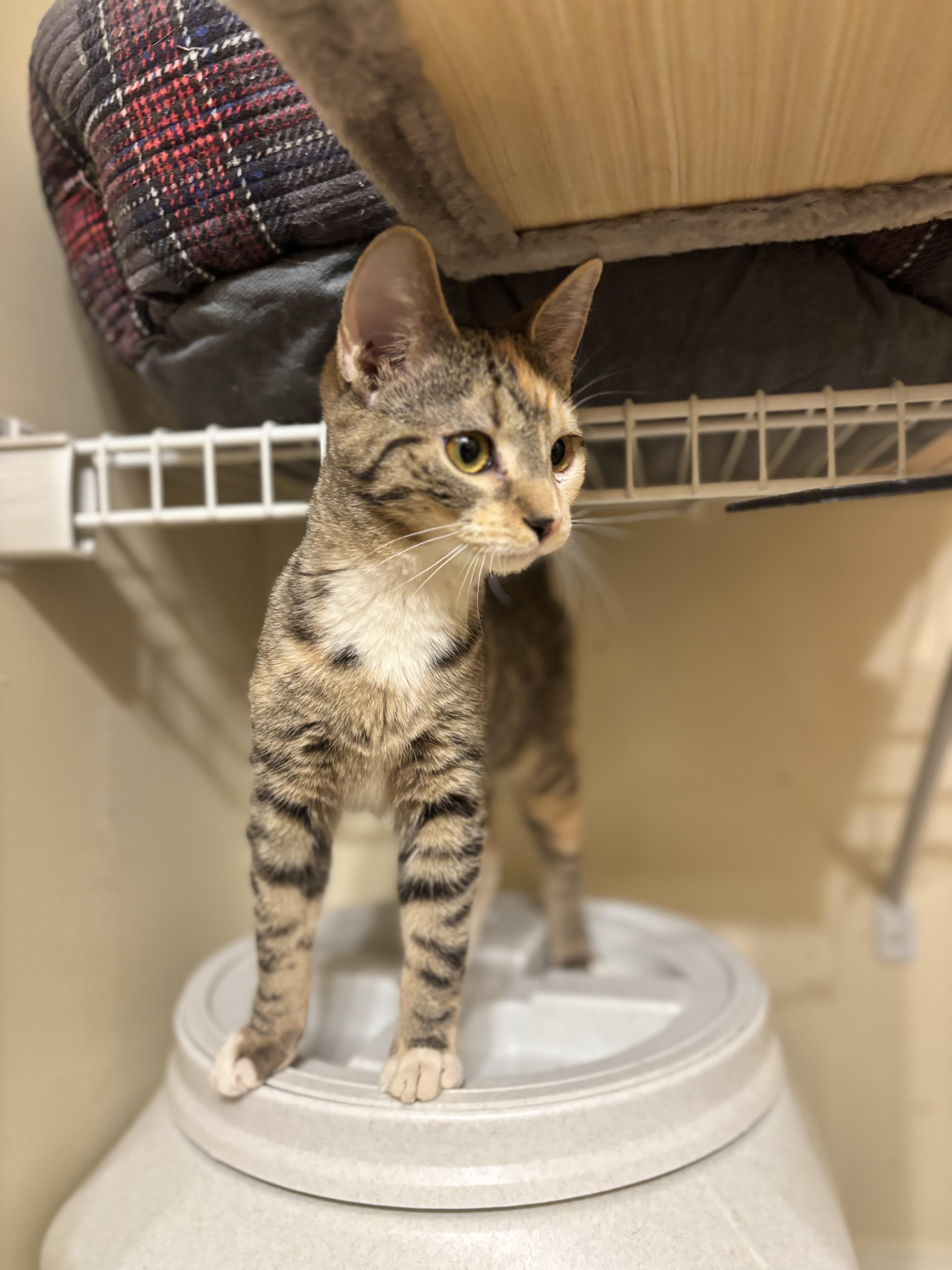 Enlarge Savannah, an adopted American Shorthair in Felton, PA image 1/1