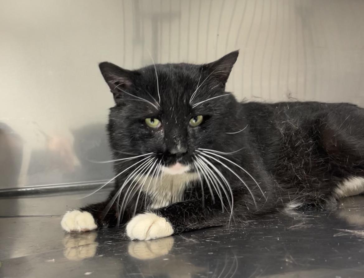 Wahoo, Adoptable, Adult Male Domestic Short Hair.