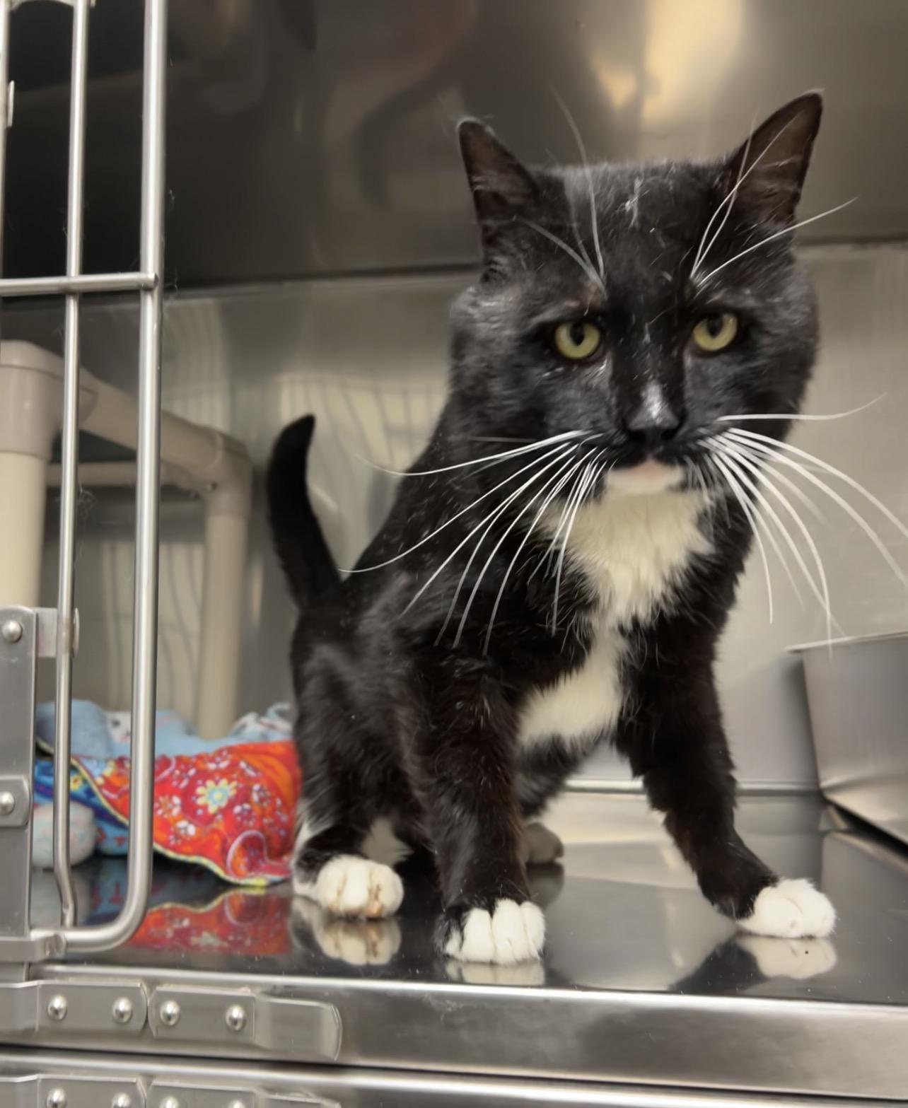 Enlarge Wahoo, a Adoptable Domestic Short Hair in Montville, NJ image 1/2