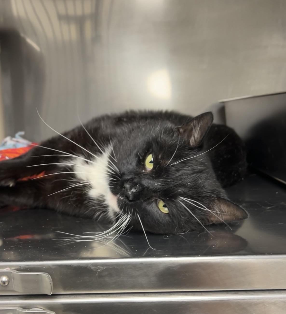 Enlarge Wahoo, a Adoptable Domestic Short Hair in Montville, NJ image 2/2