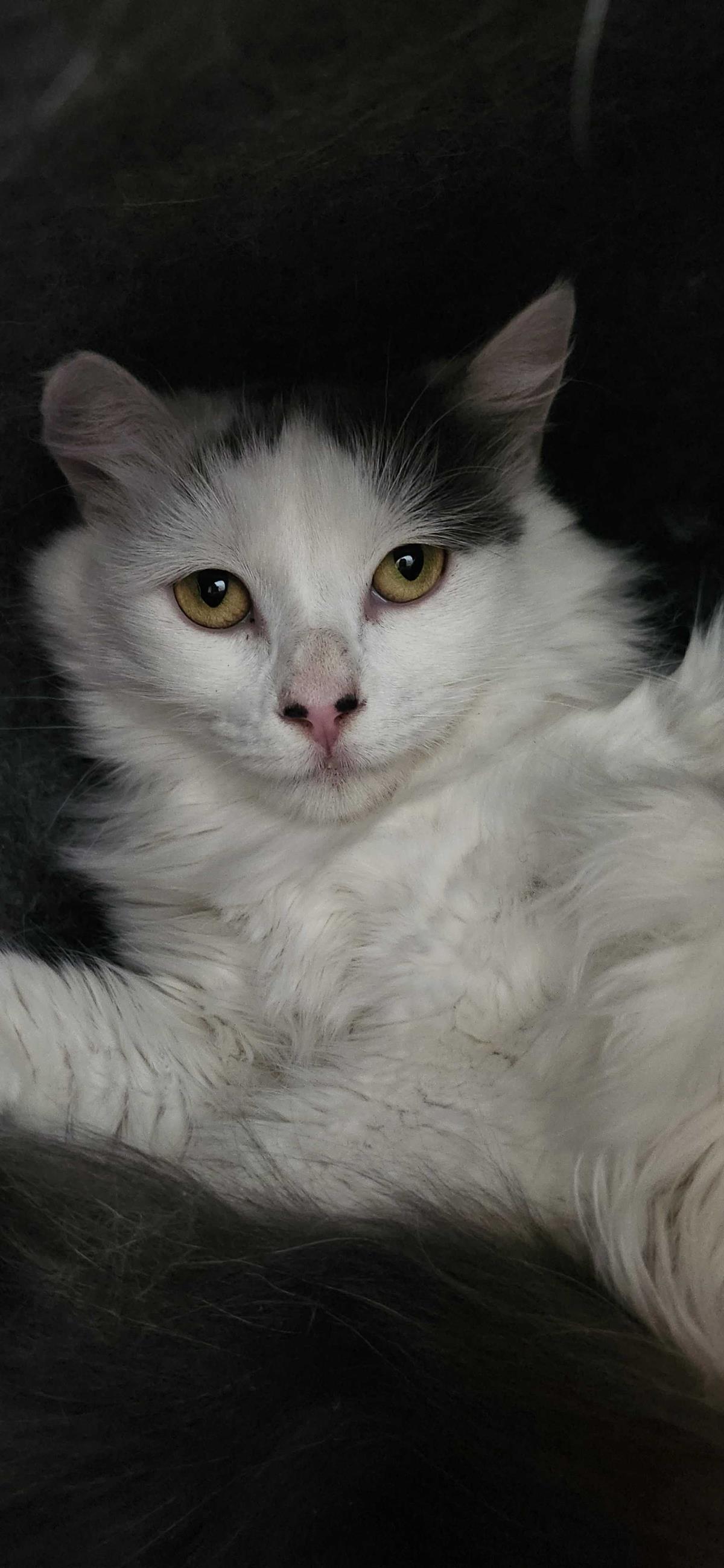 Blanquita, Adoptable, Adult Female Maine Coon.