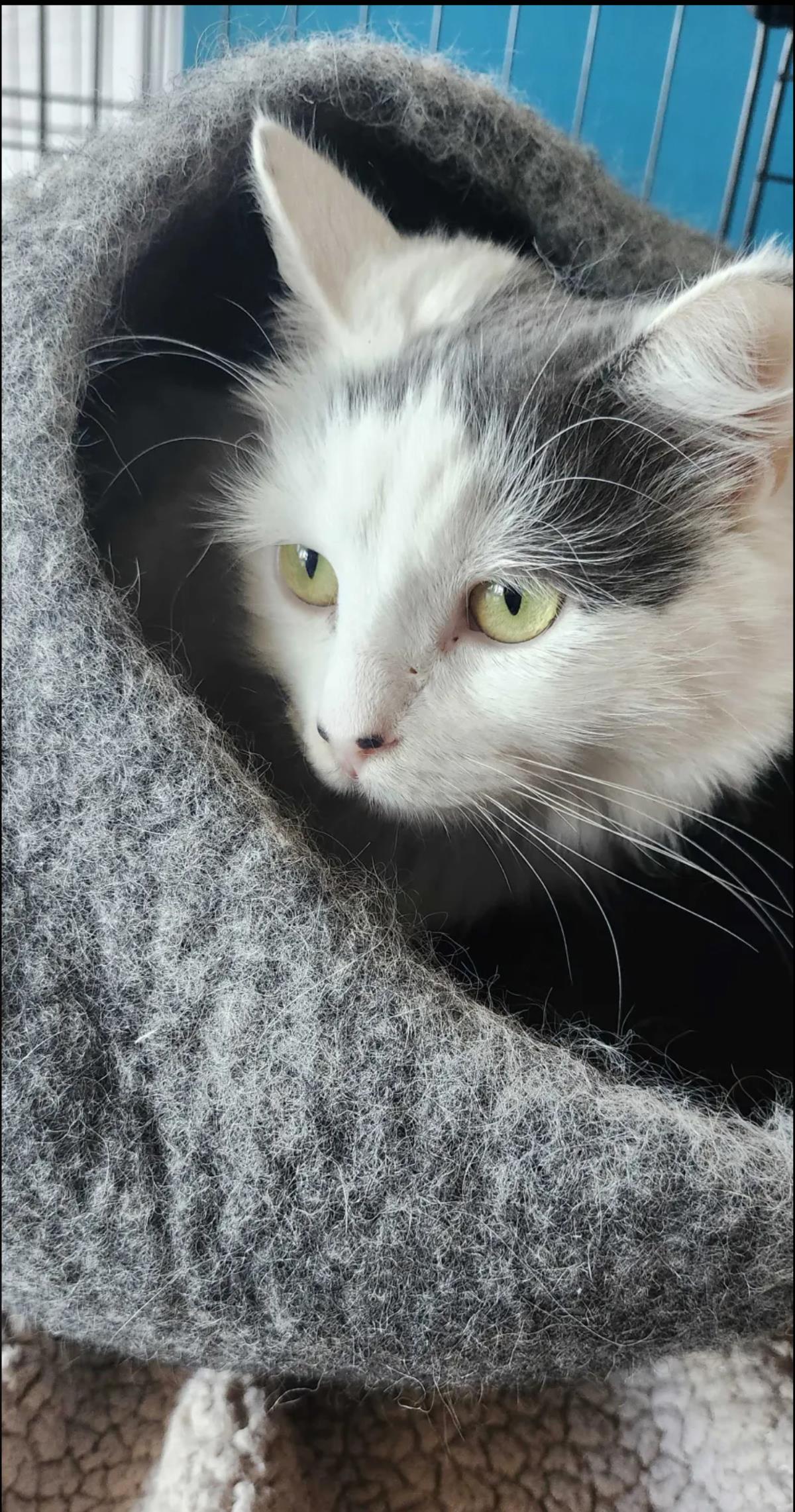 Blanquita, a Adoptable Maine Coon in La Jolla, CA image 2/3