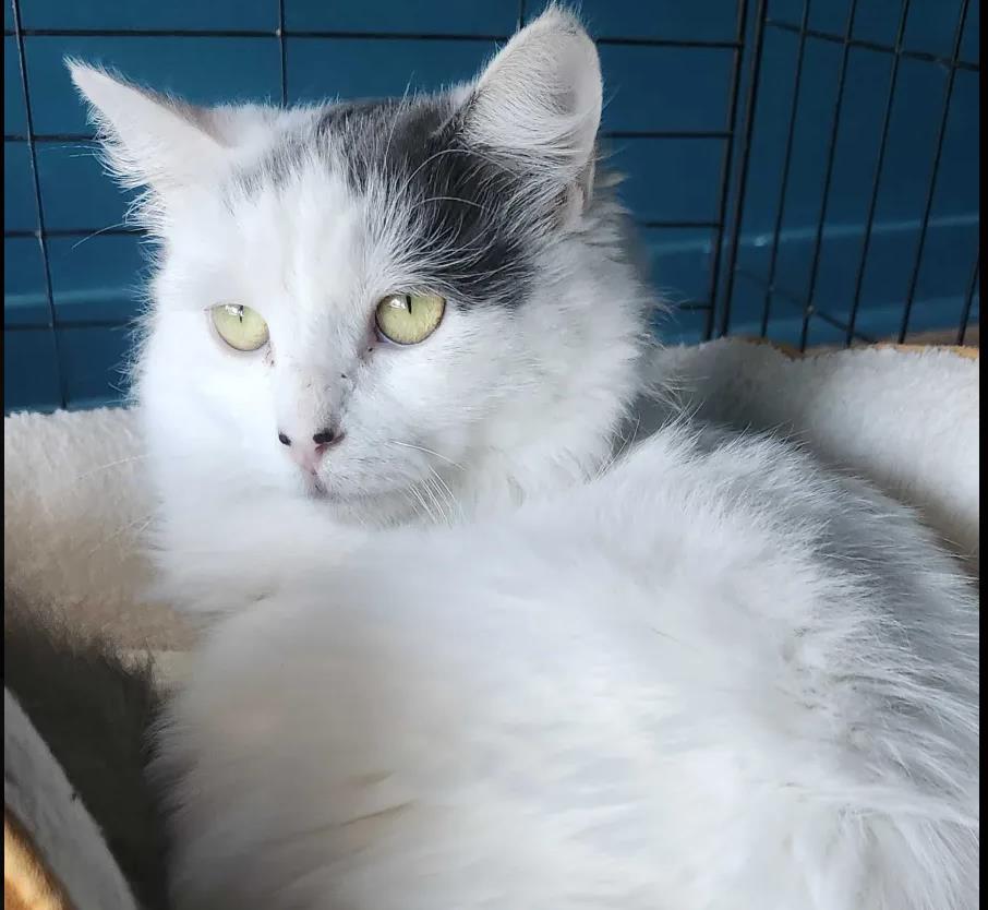 Blanquita, a Adoptable Maine Coon in La Jolla, CA image 3/3