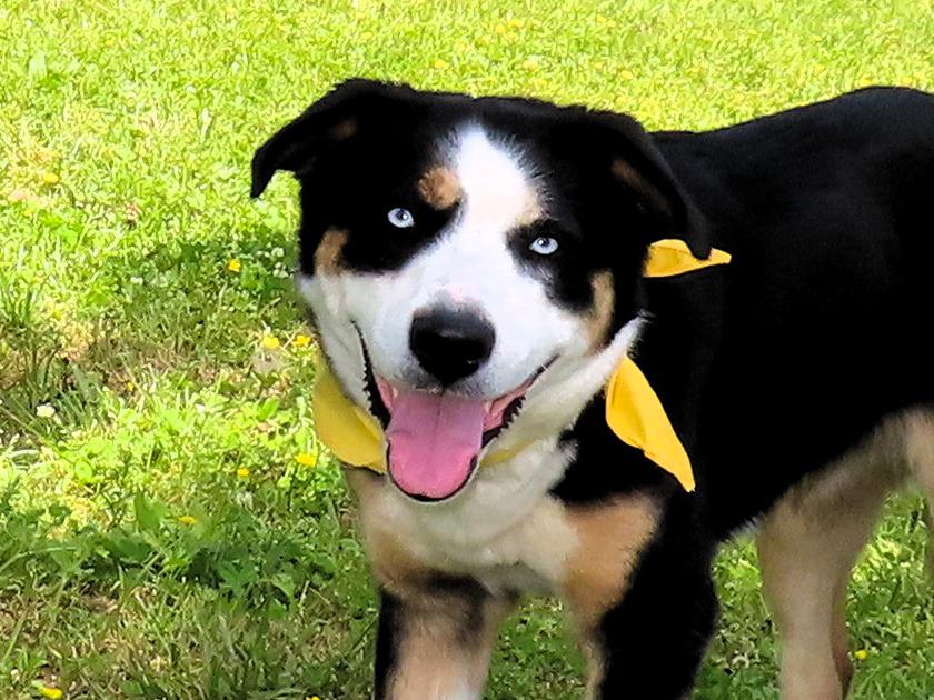 Heidi  7146, Young Female Bernese Mountain Dog
