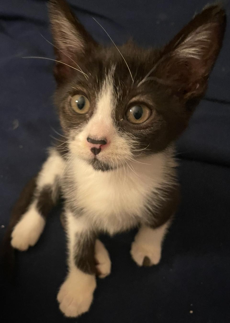 Cadbury, Baby Male Domestic Medium Hair