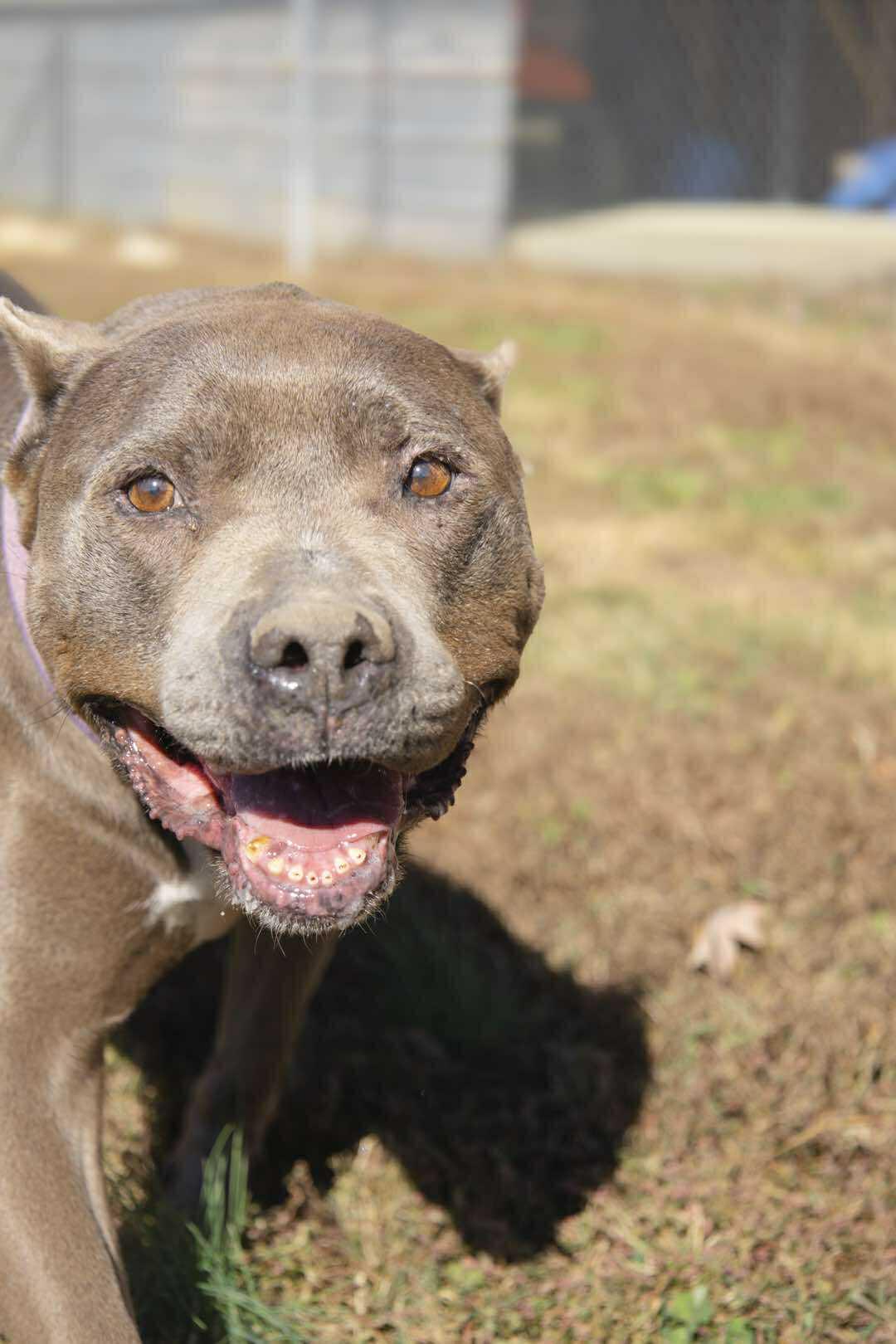 Enlarge Isabella, a Adoptable Pit Bull Terrier in Talbott, TN image 1/6