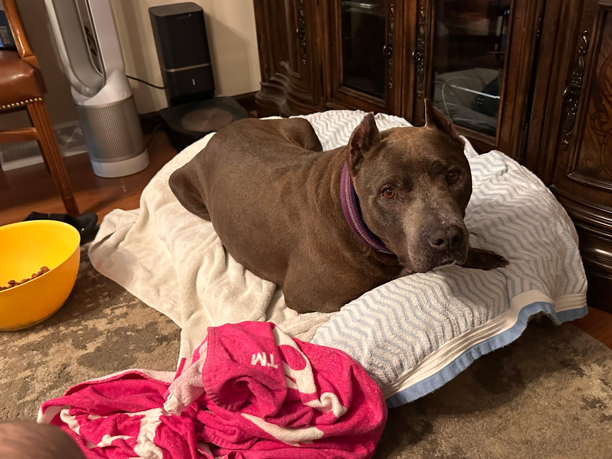 Enlarge Isabella, a Adoptable Pit Bull Terrier in Talbott, TN image 3/6