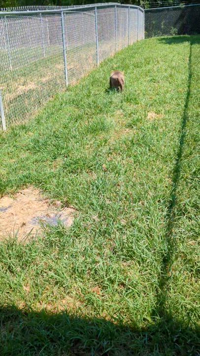 Enlarge Isabella, a Adoptable Pit Bull Terrier in Talbott, TN video 6/6