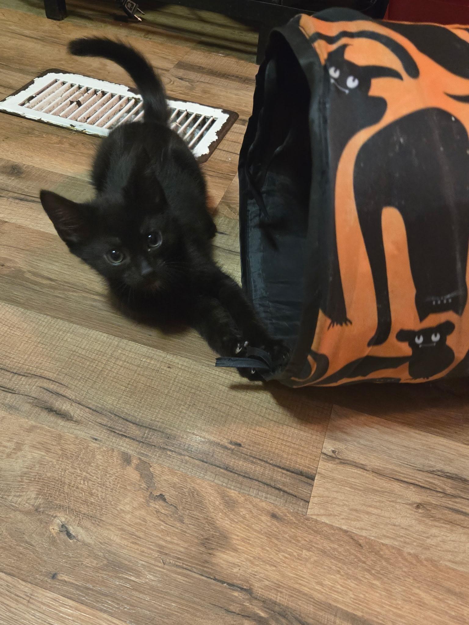 Enlarge Forrest, a Adoptable Domestic Short Hair in Tampa, FL image 4/4