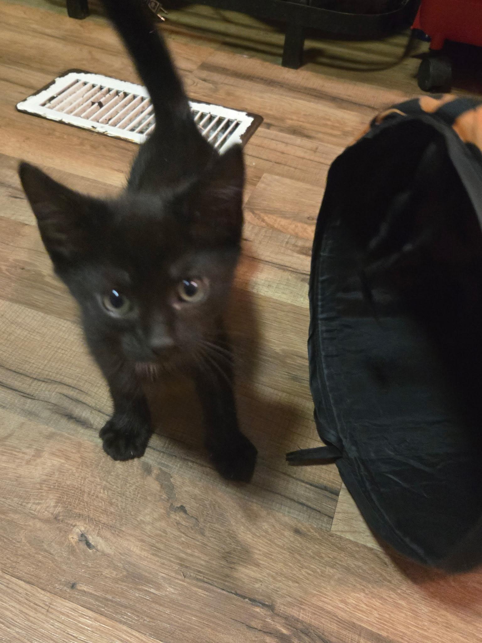 Enlarge Forrest, a Adoptable Domestic Short Hair in Tampa, FL image 3/4