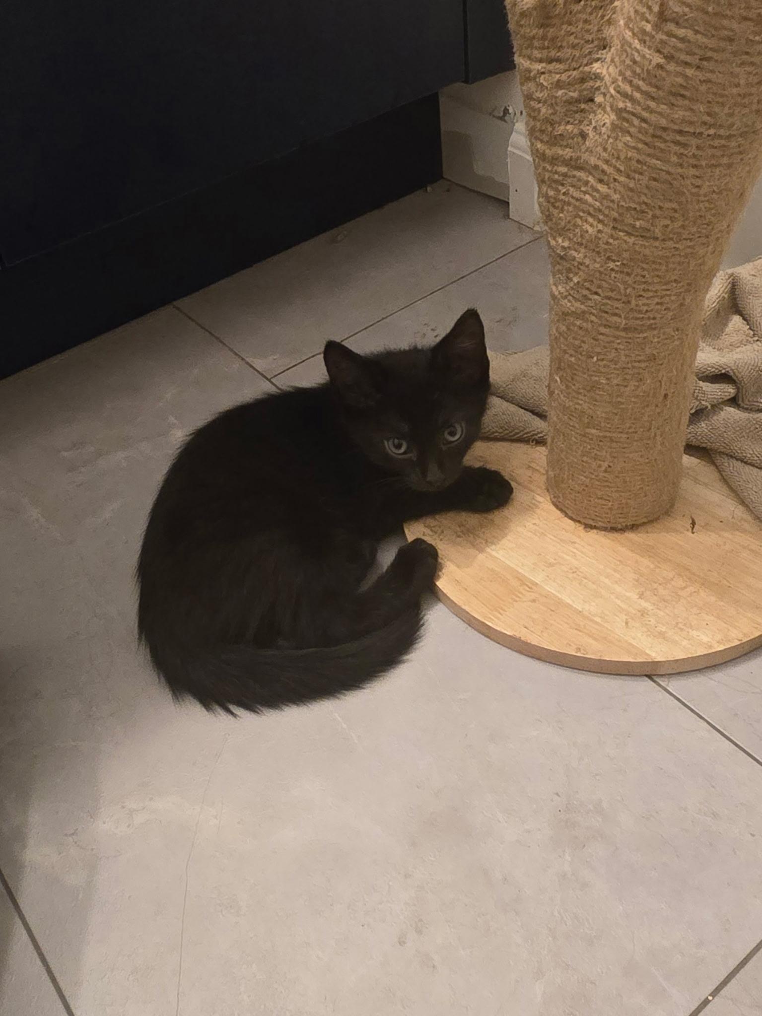 Enlarge Forrest, a Adoptable Domestic Short Hair in Tampa, FL image 1/4