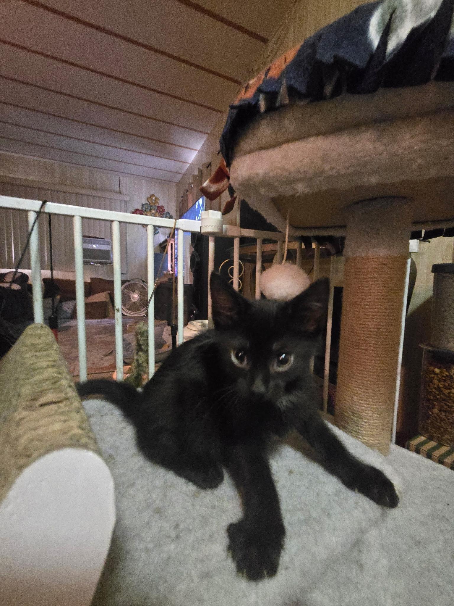 Enlarge Forrest, a Adoptable Domestic Short Hair in Tampa, FL image 2/4