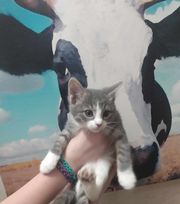 Enlarge Maisey, a Adopted Domestic Short Hair in Seth, WV image 1/1