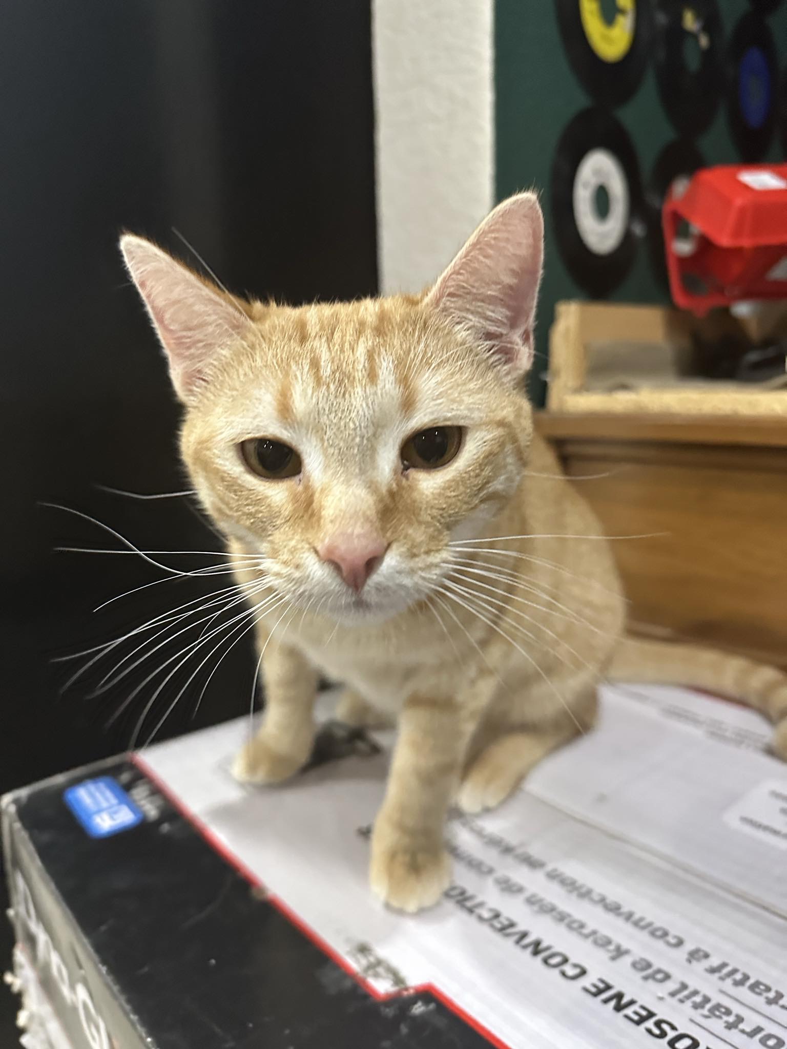 Enlarge Tangerine, a Adoptable American Shorthair in Grand Prairie, TX image 3/6