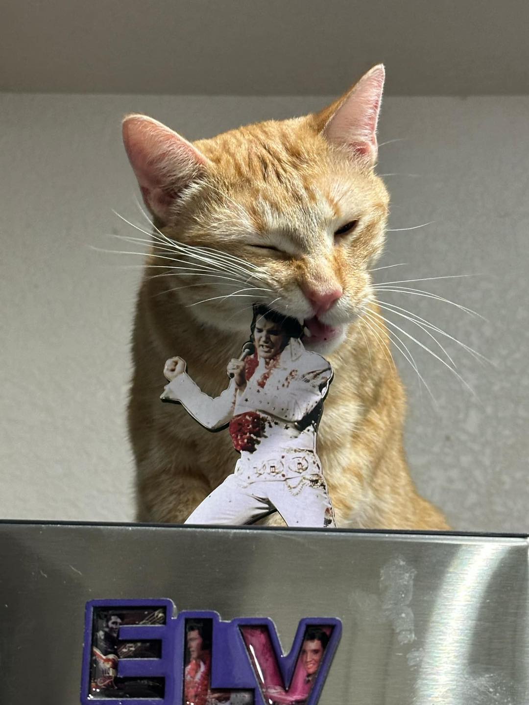 Enlarge Tangerine, a Adoptable American Shorthair in Grand Prairie, TX image 1/6