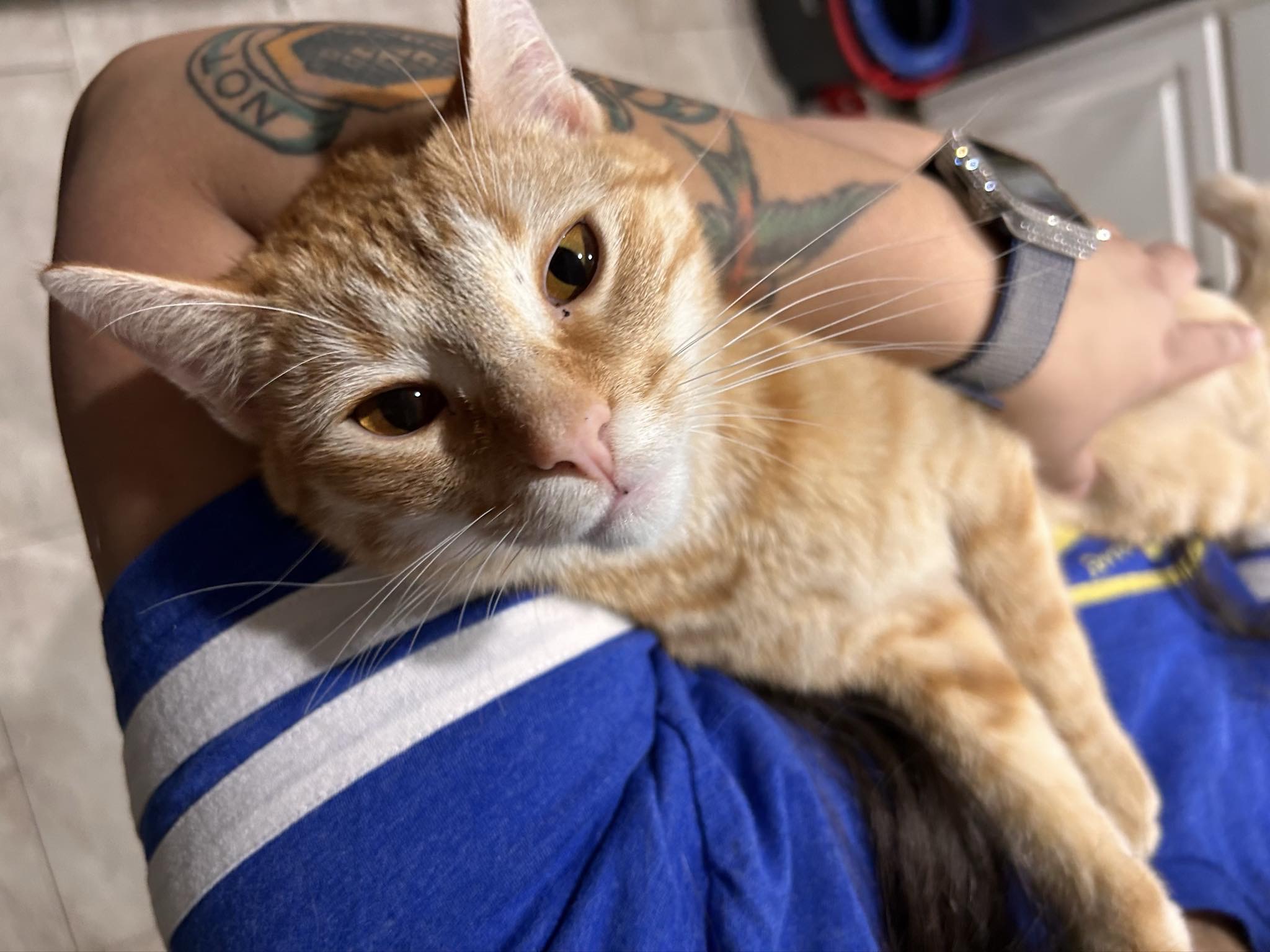 Enlarge Tangerine, a Adoptable American Shorthair in Grand Prairie, TX image 4/6