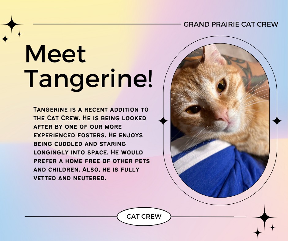 Enlarge Tangerine, a Adoptable American Shorthair in Grand Prairie, TX image 2/6