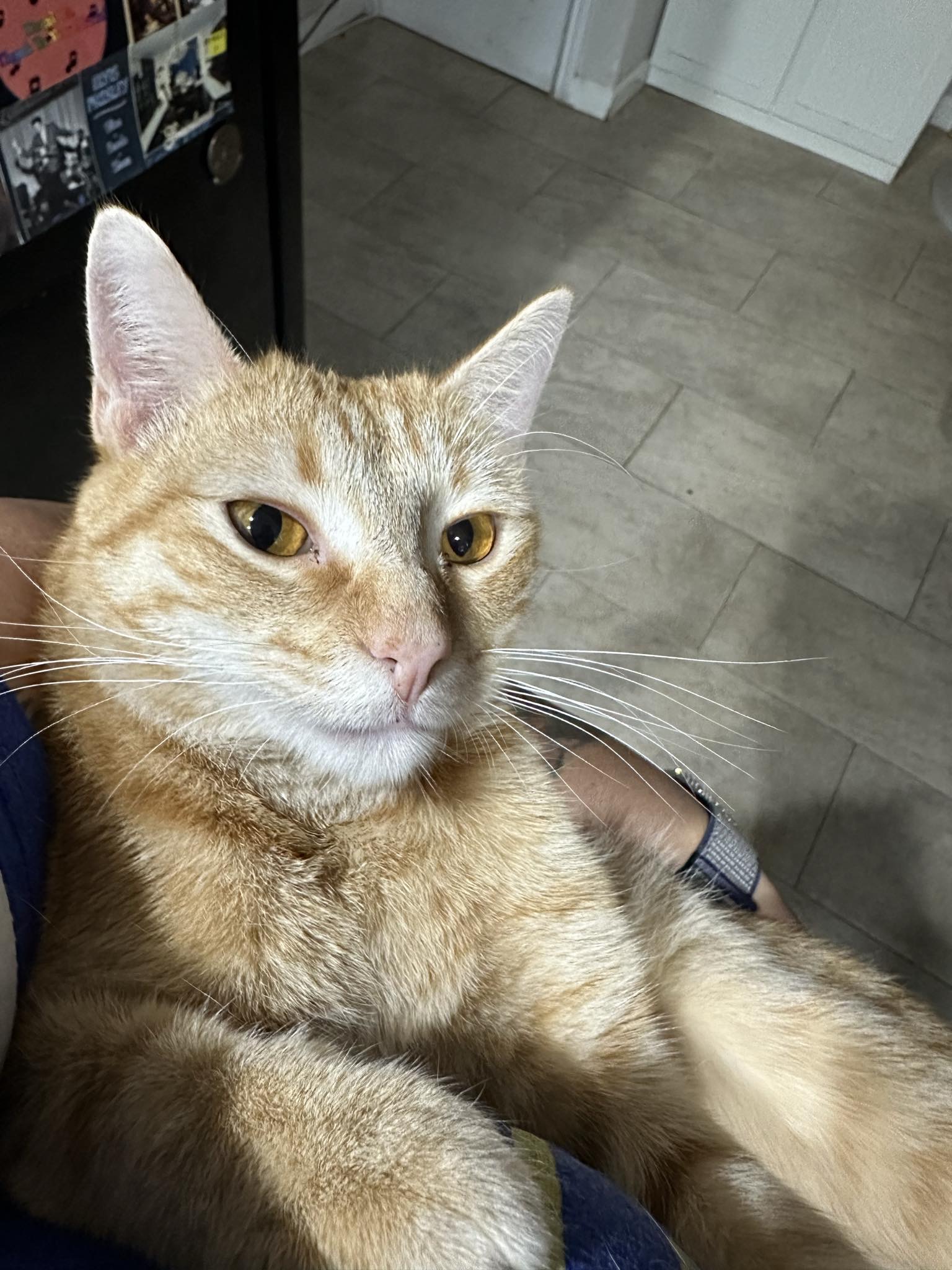 Enlarge Tangerine, a Adoptable American Shorthair in Grand Prairie, TX image 6/6