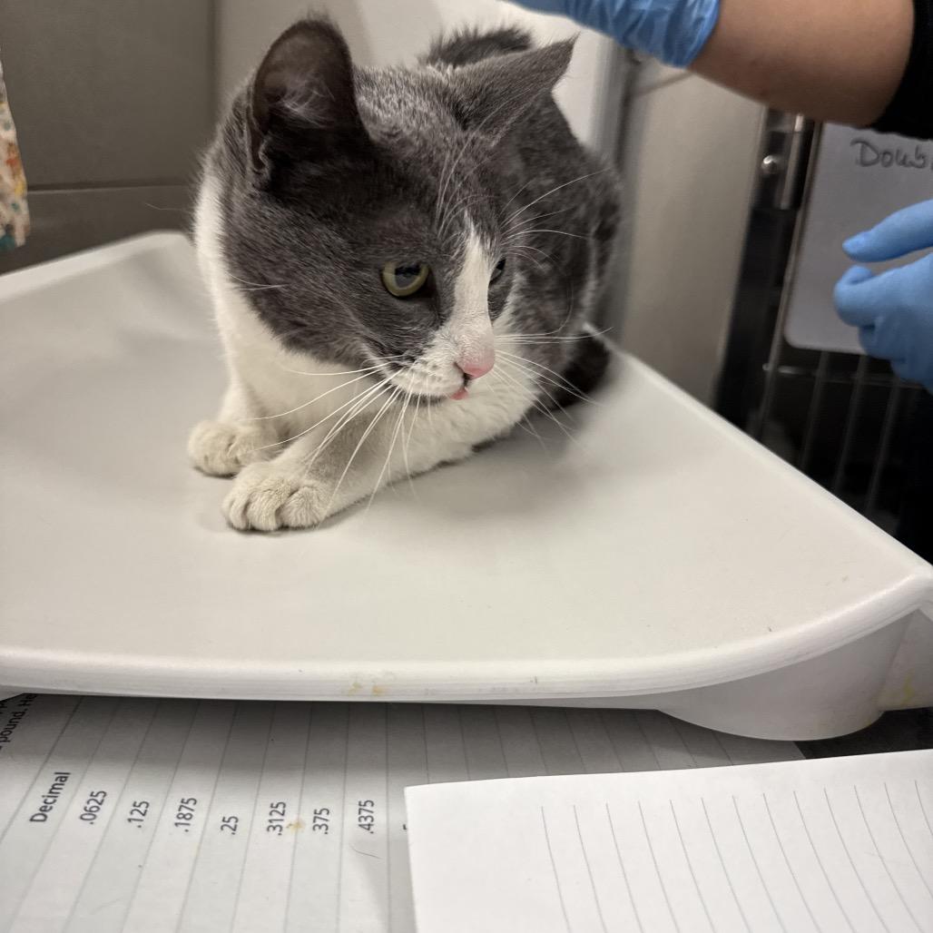 HACC-Stray-33114, Adoptable, Young Female Domestic Short Hair.