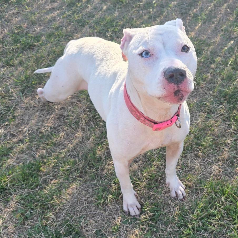 Enlarge Diamond, a Adoptable Mixed Breed in Norman, OK image 1/3