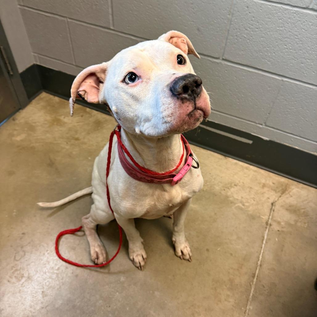 Enlarge Diamond, a Adoptable Mixed Breed in Norman, OK image 2/3