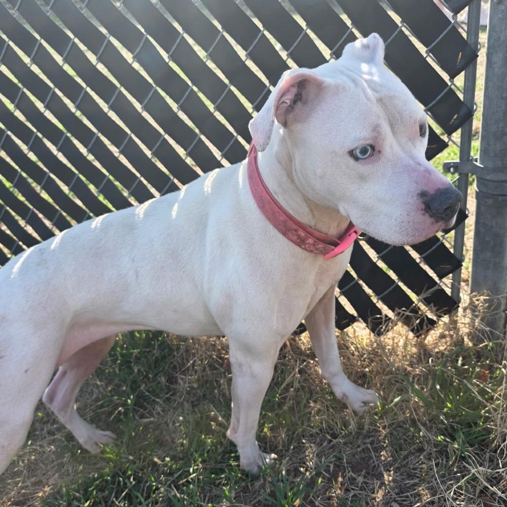 Enlarge Diamond, a Adoptable Mixed Breed in Norman, OK image 3/3