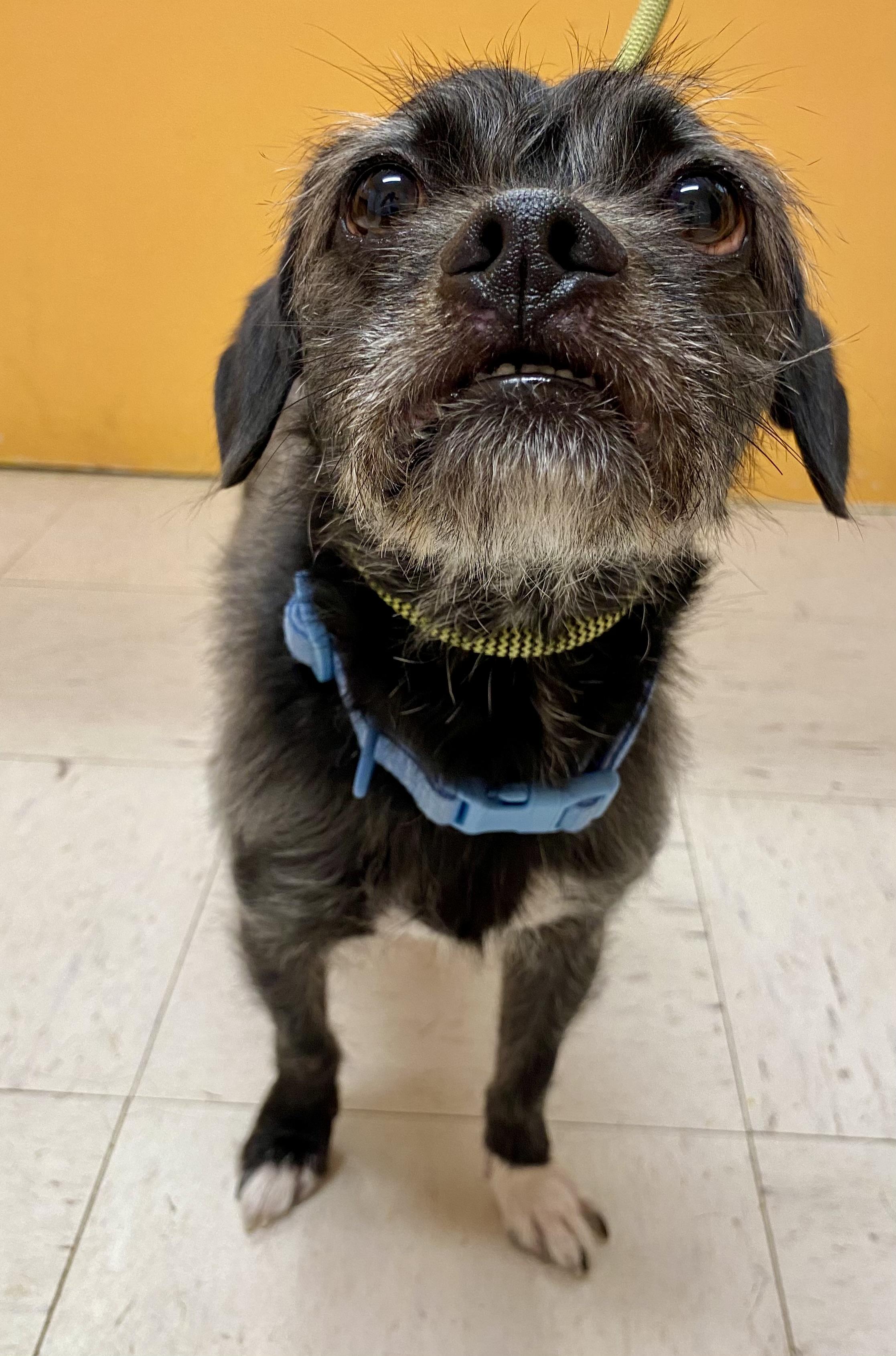CHUCKWAGON (CHUCK), Adoptable, Adult Male Pug & Terrier.