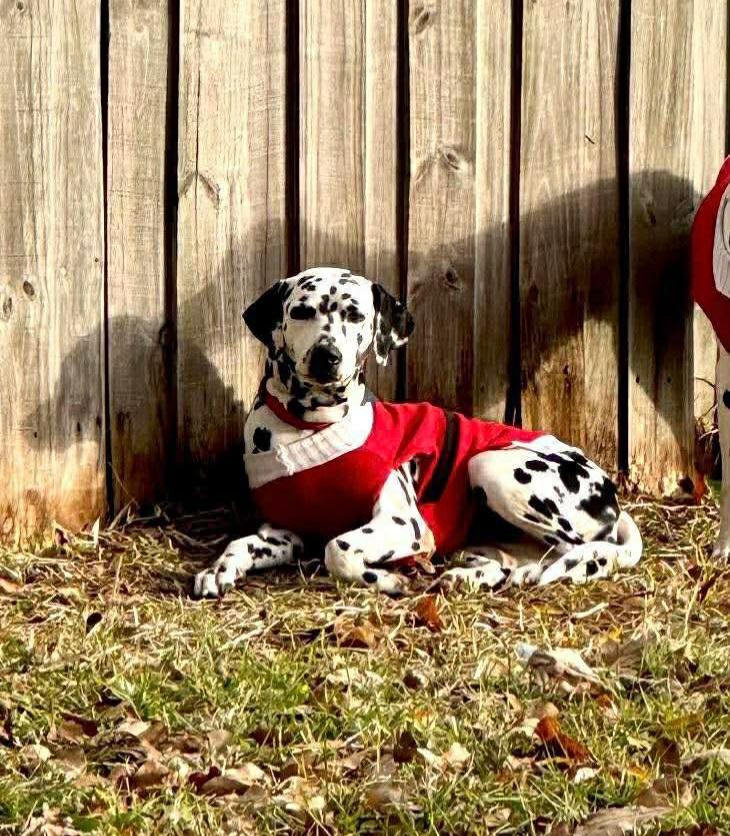 Enlarge Camila, a Adoptable Dalmatian in Panama City, FL image 1/1