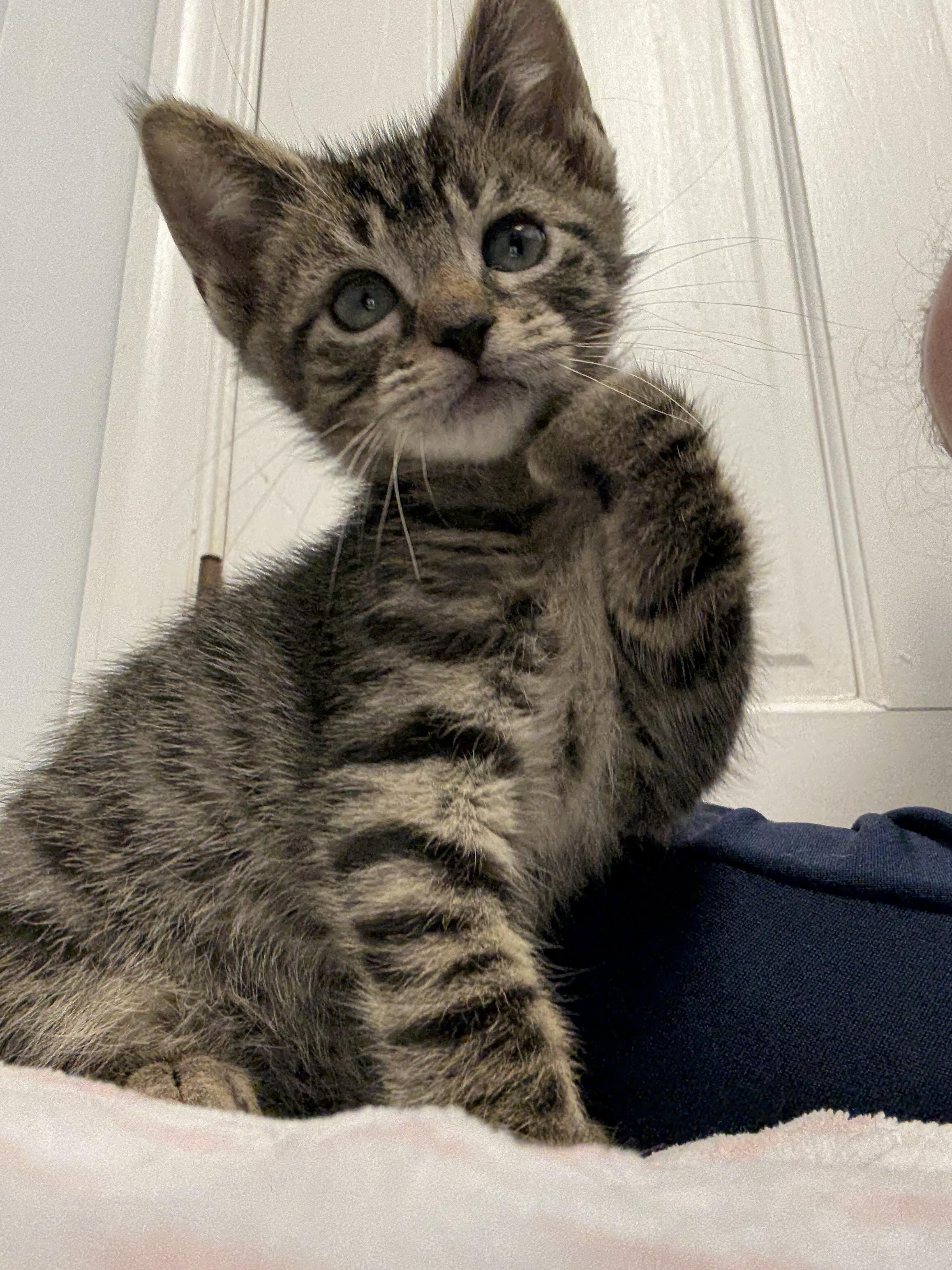 Enlarge Tiger, a Adoptable Domestic Short Hair in Gaithersburg, MD image 2/5